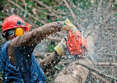 Tree-Surgeon