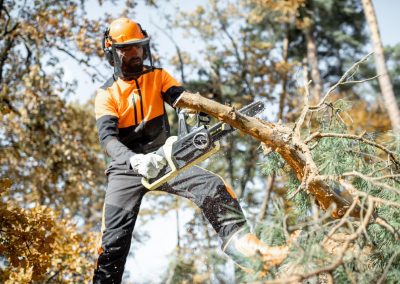 Lumberman workignn in the forest