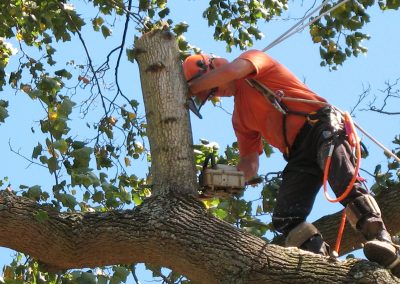 commercial-tree-trimming-1