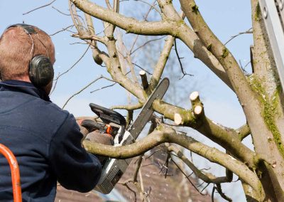 pruningwchainsaw