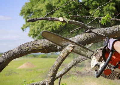 tree-service