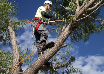 tree-trimming-service