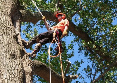 treeworkslide