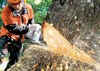 what-situations-are-tree-removal-services-needed